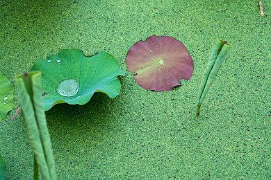 ChinaJoy首日直击：50+款鸿蒙游戏引爆玩家热潮